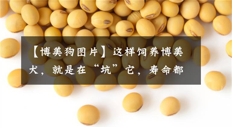【博美狗图片】这样饲养博美犬，就是在“坑”它，寿命都会变短几年