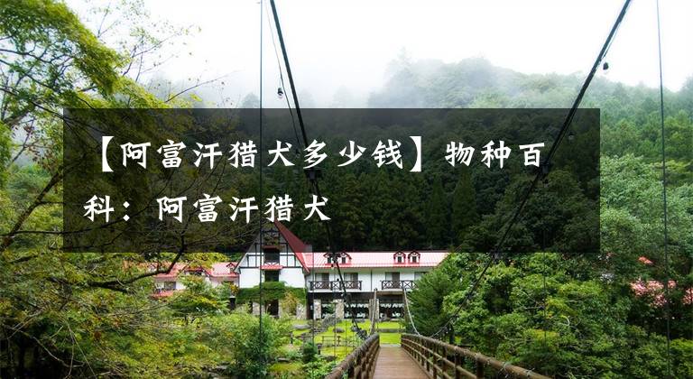 【阿富汗猎犬多少钱】物种百科：阿富汗猎犬