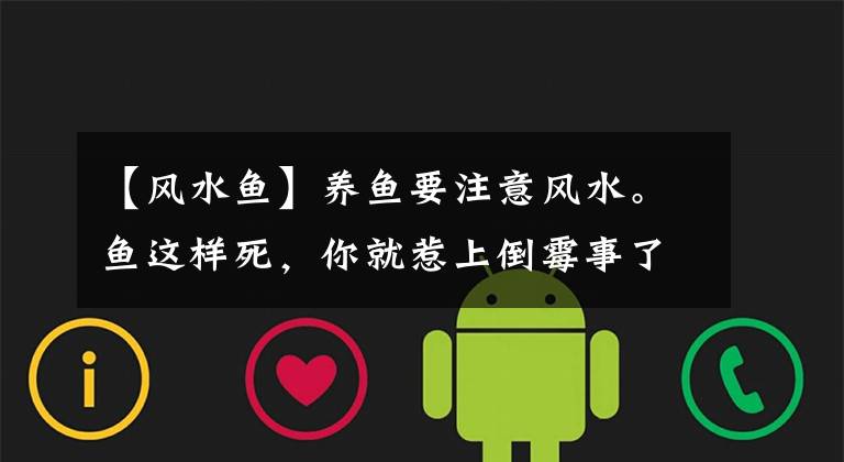 【风水鱼】养鱼要注意风水。鱼这样死，你就惹上倒霉事了！