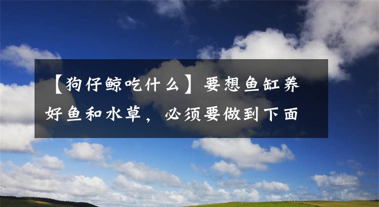 【狗仔鲸吃什么】要想鱼缸养好鱼和水草，必须要做到下面几方面！
