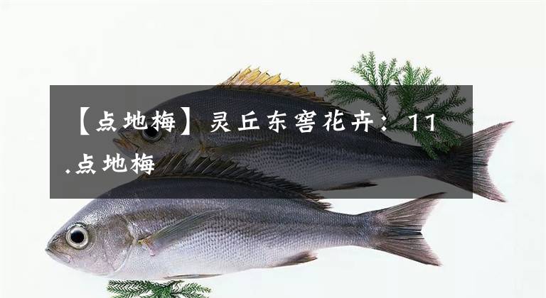 【点地梅】灵丘东窖花卉：11.点地梅