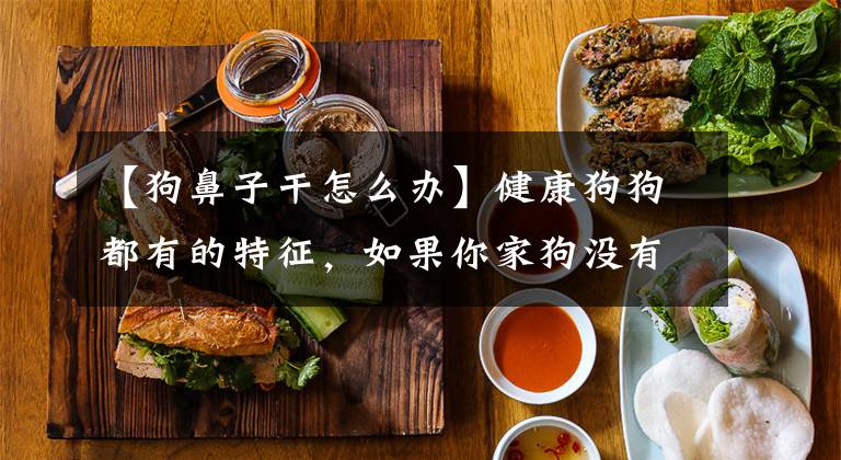 【狗鼻子干怎么办】健康狗狗都有的特征，如果你家狗没有，主人要警惕了