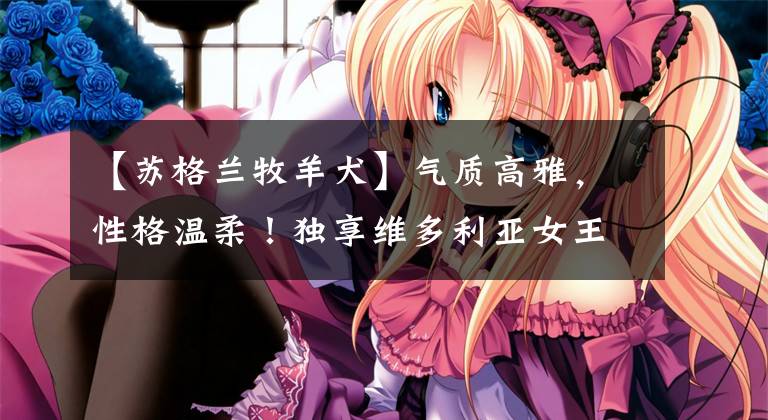 【苏格兰牧羊犬】气质高雅，性格温柔！独享维多利亚女王恩宠的苏格兰牧羊犬