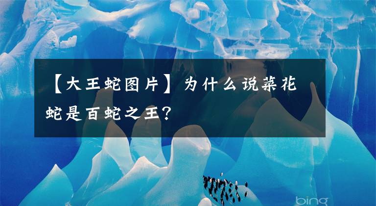 【大王蛇图片】为什么说菜花蛇是百蛇之王？