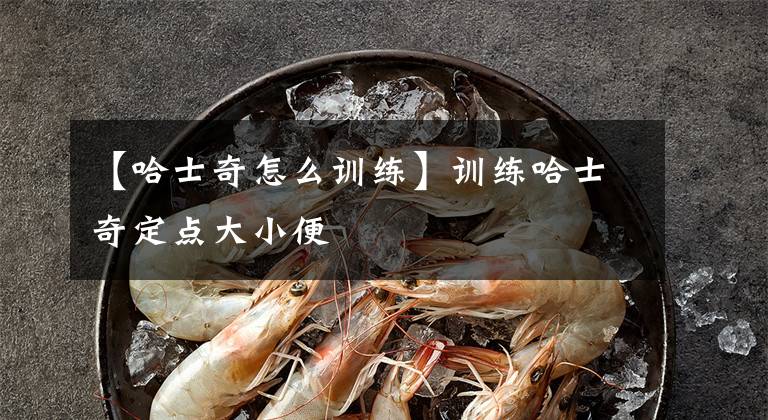 【哈士奇怎么训练】训练哈士奇定点大小便