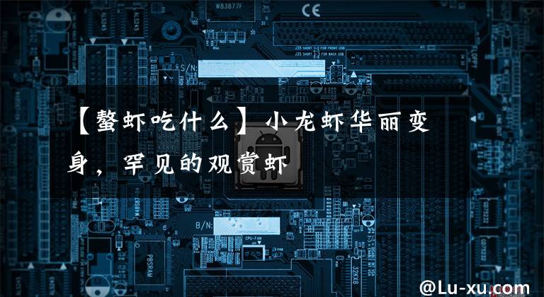 【螯虾吃什么】小龙虾华丽变身，罕见的观赏虾