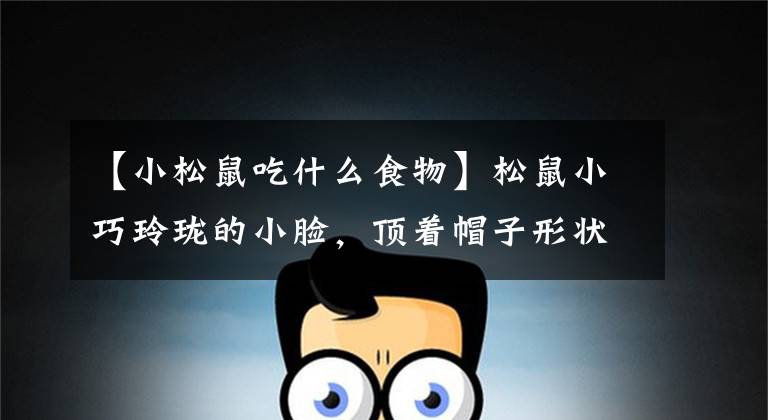 【小松鼠吃什么食物】松鼠小巧玲珑的小脸，顶着帽子形状的美丽尾巴，显得格外漂亮。