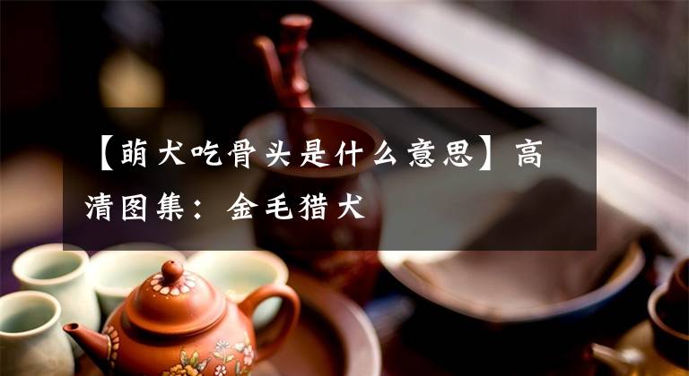 【萌犬吃骨头是什么意思】高清图集：金毛猎犬