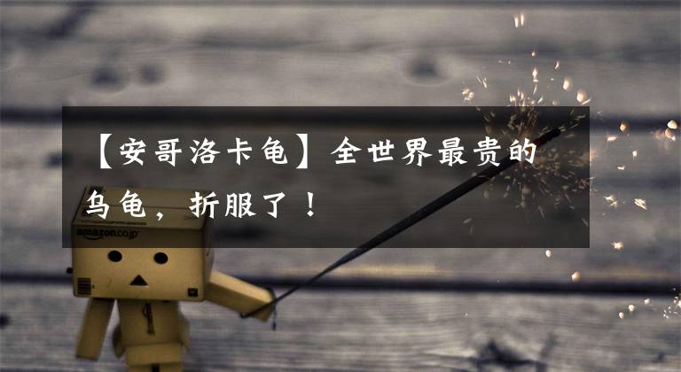 【安哥洛卡龟】全世界最贵的乌龟，折服了！