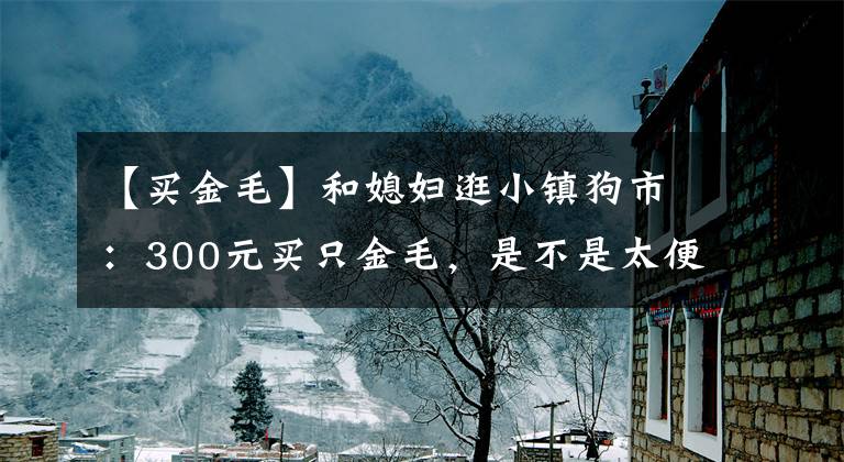 【买金毛】和媳妇逛小镇狗市：300元买只金毛，是不是太便宜了？