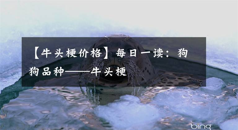 【牛头梗价格】每日一读：狗狗品种——牛头梗