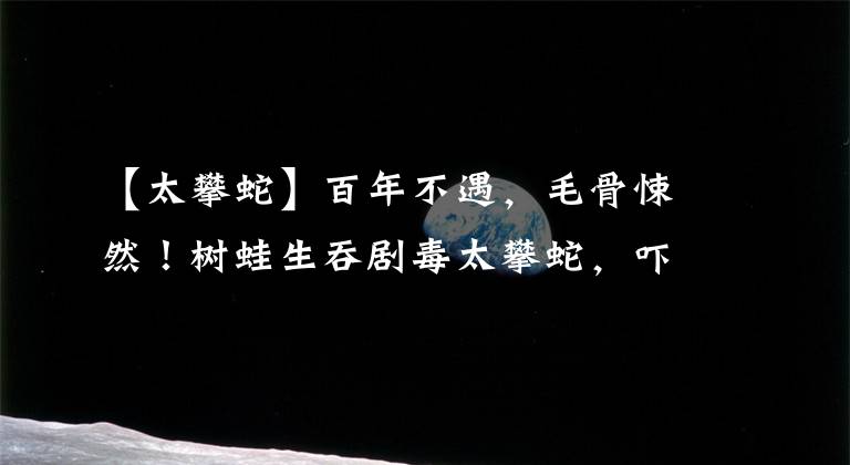 【太攀蛇】百年不遇，毛骨悚然！树蛙生吞剧毒太攀蛇，吓坏昆州专业捕蛇人！