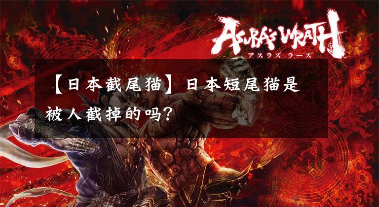 【日本截尾猫】日本短尾猫是被人截掉的吗？