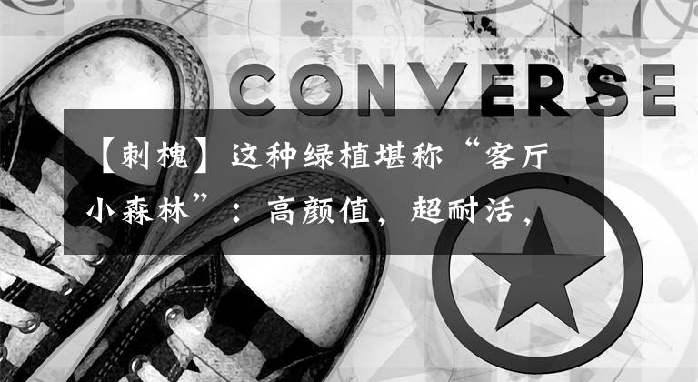【刺槐】这种绿植堪称“客厅小森林”：高颜值，超耐活，看一眼就清凉