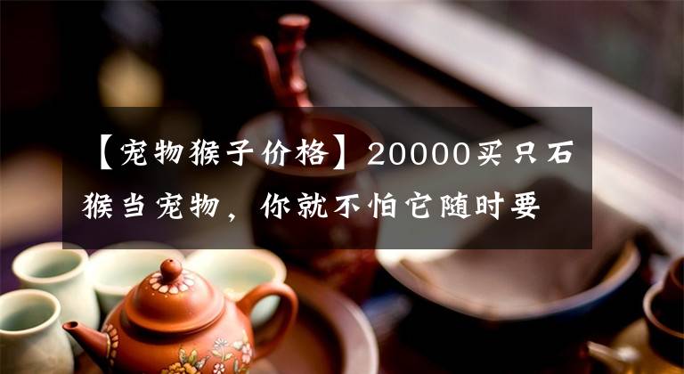 【宠物猴子价格】20000买只石猴当宠物，你就不怕它随时要了你的命吗