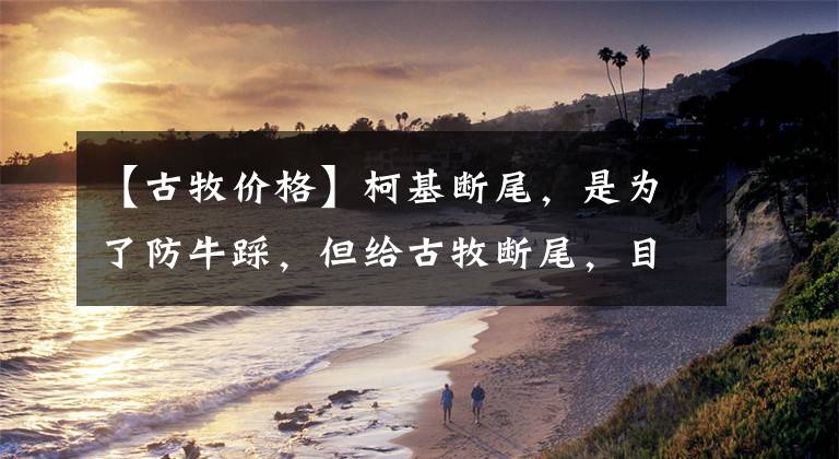 【古牧价格】柯基断尾，是为了防牛踩，但给古牧断尾，目的却是让狗变成“羊”