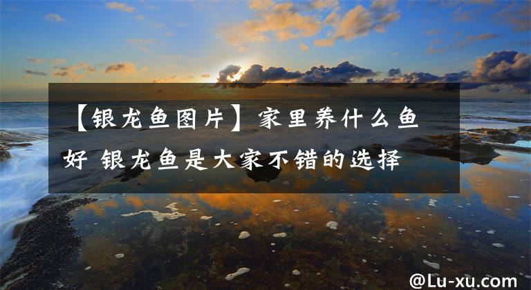 【银龙鱼图片】家里养什么鱼好 银龙鱼是大家不错的选择