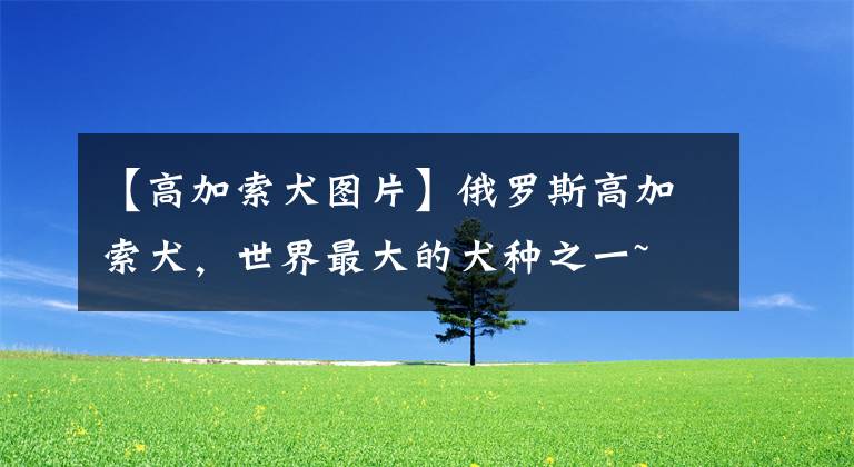 【高加索犬图片】俄罗斯高加索犬，世界最大的犬种之一~
