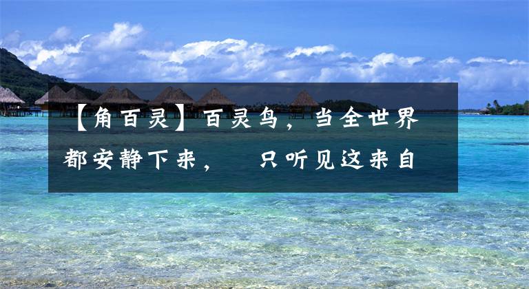 【角百灵】百灵鸟，当全世界都安静下来，﻿只听见这来自天堂的声音