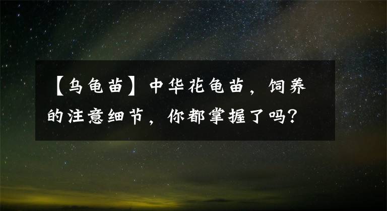 【乌龟苗】中华花龟苗，饲养的注意细节，你都掌握了吗？