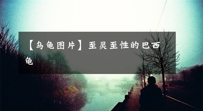 【乌龟图片】至灵至性的巴西龟