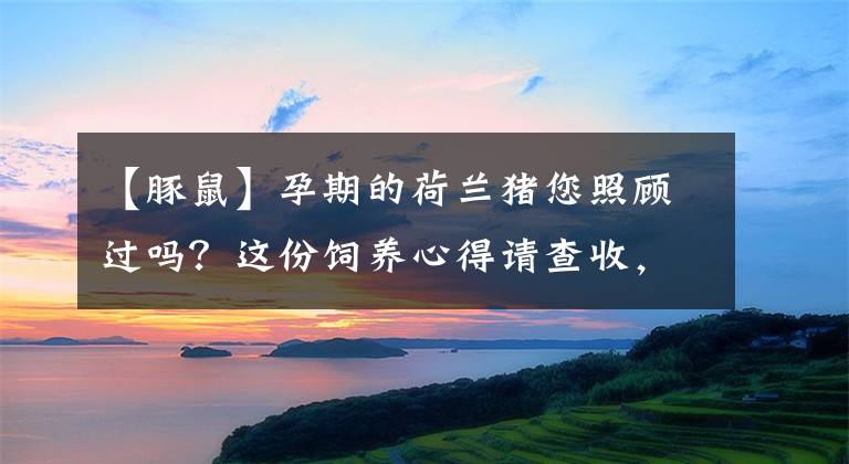 【豚鼠】孕期的荷兰猪您照顾过吗？这份饲养心得请查收，很赞