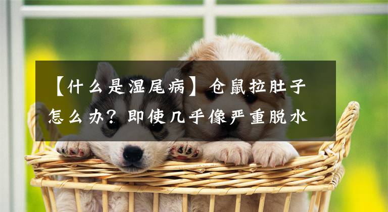 【什么是湿尾病】仓鼠拉肚子怎么办？即使几乎像严重脱水一样。