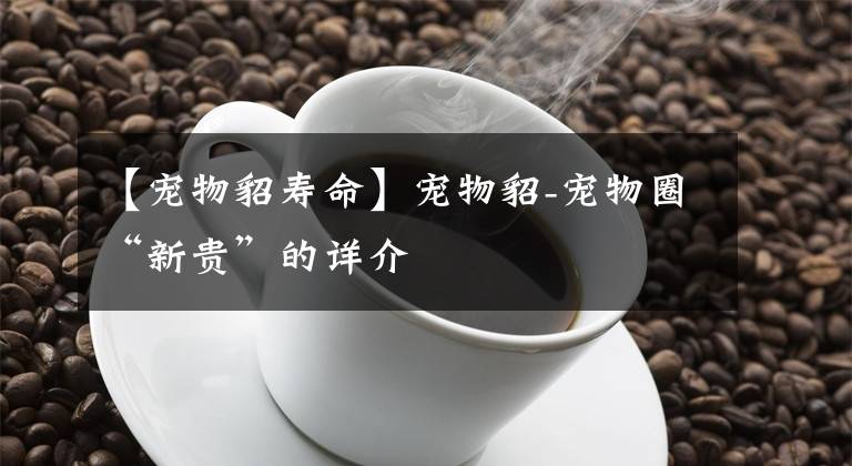 【宠物貂寿命】宠物貂-宠物圈“新贵”的详介