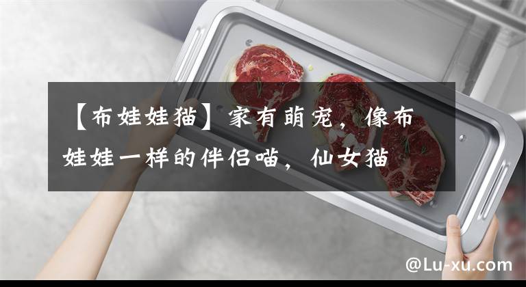 【布娃娃猫】家有萌宠，像布娃娃一样的伴侣喵，仙女猫