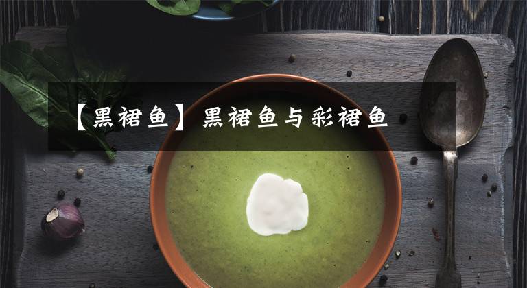 【黑裙鱼】黑裙鱼与彩裙鱼
