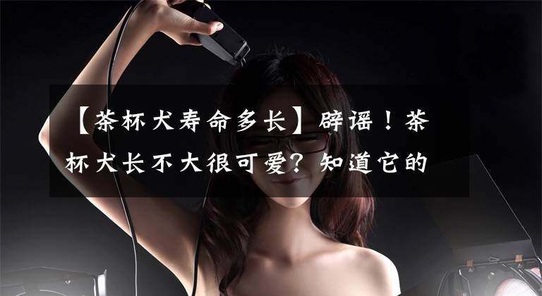 【茶杯犬寿命多长】辟谣！茶杯犬长不大很可爱？知道它的来源，就再也不想养了