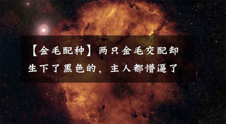 【金毛配种】两只金毛交配却生下了黑色的，主人都懵逼了