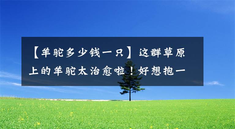 【羊驼多少钱一只】这群草原上的羊驼太治愈啦！好想抱一只回家