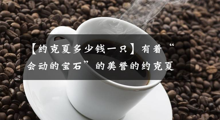 【约克夏多少钱一只】有着“会动的宝石”的美誉的约克夏很难养么？为什么养的人这么少
