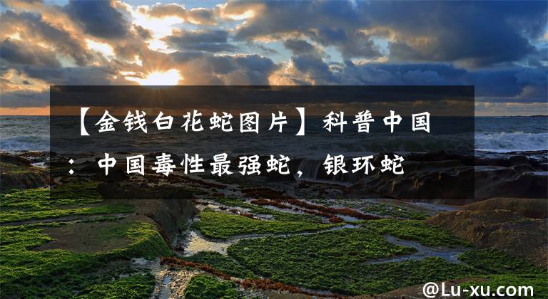 【金钱白花蛇图片】科普中国：中国毒性最强蛇，银环蛇