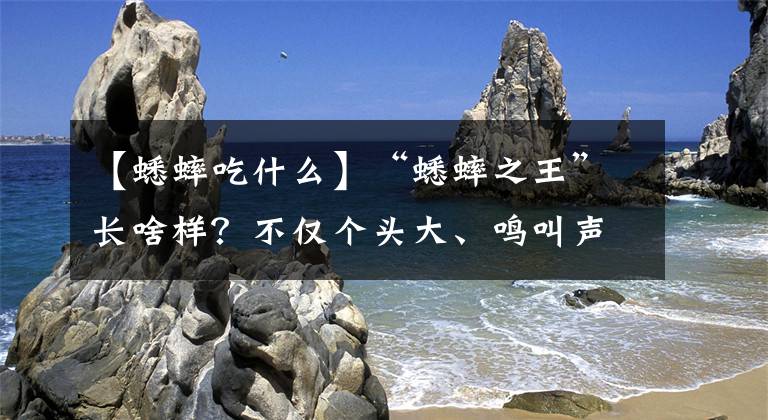 【蟋蟀吃什么】“蟋蟀之王”长啥样？不仅个头大、鸣叫声响亮，叫声持续时间也长