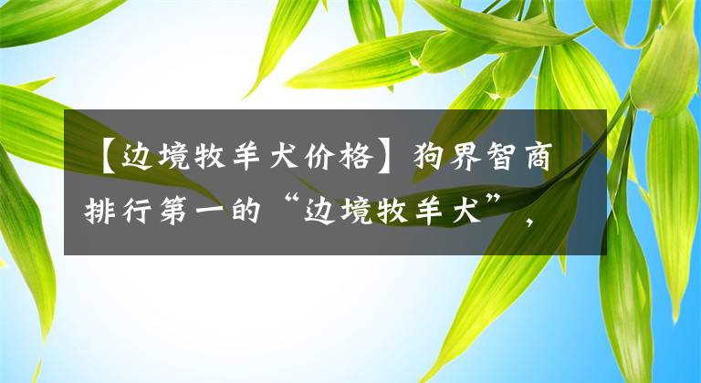 【边境牧羊犬价格】狗界智商排行第一的“边境牧羊犬”，好养吗？