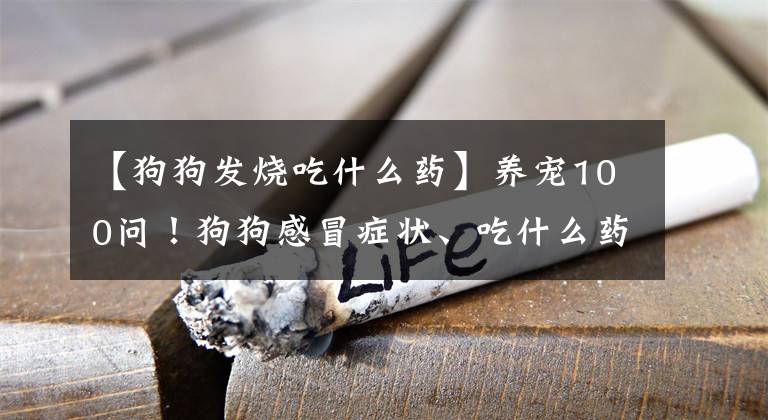 【狗狗发烧吃什么药】养宠100问！狗狗感冒症状、吃什么药有效？建议收藏