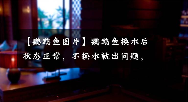 【鹦鹉鱼图片】鹦鹉鱼换水后状态正常，不换水就出问题，难道需要天天换水吗？