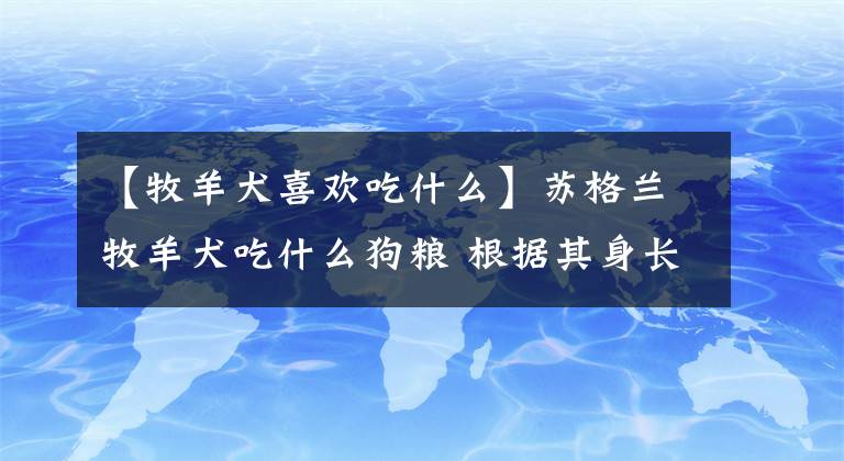 【牧羊犬喜欢吃什么】苏格兰牧羊犬吃什么狗粮 根据其身长情况