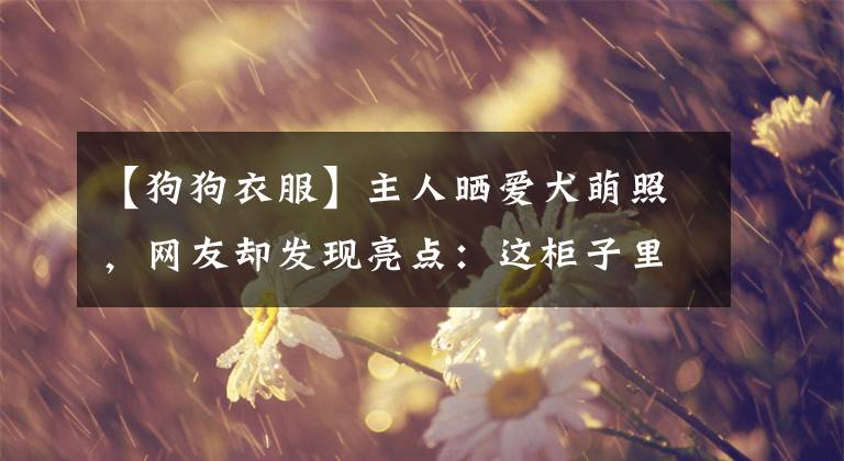 【狗狗衣服】主人晒爱犬萌照，网友却发现亮点：这柜子里的衣服都是狗的？