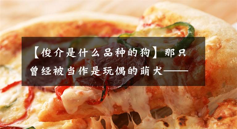 【俊介是什么品种的狗】那只曾经被当作是玩偶的萌犬——俊介君
