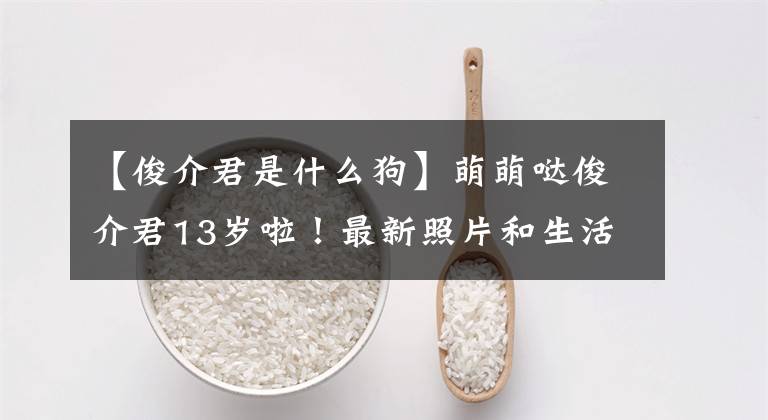 【俊介君是什么狗】萌萌哒俊介君13岁啦！最新照片和生活日常已曝光，接好