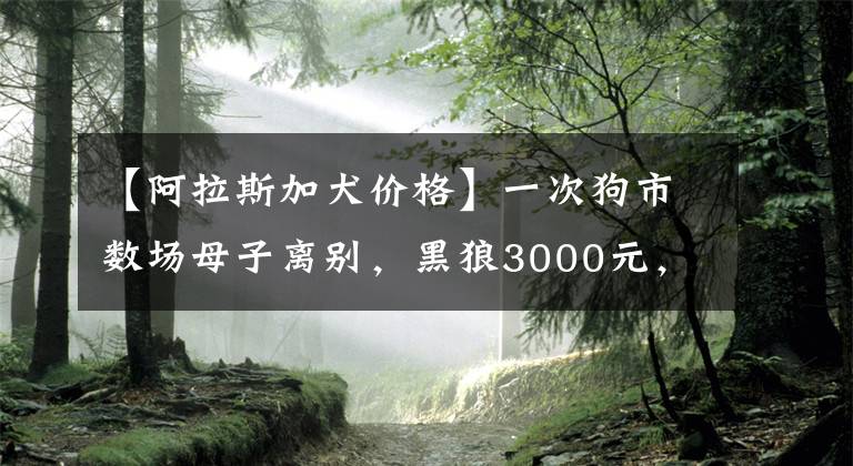 【阿拉斯加犬价格】一次狗市数场母子离别，黑狼3000元，阿拉斯加400元，德牧500元