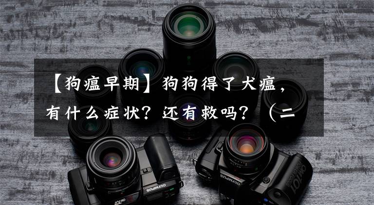【狗瘟早期】狗狗得了犬瘟，有什么症状？还有救吗？（二）