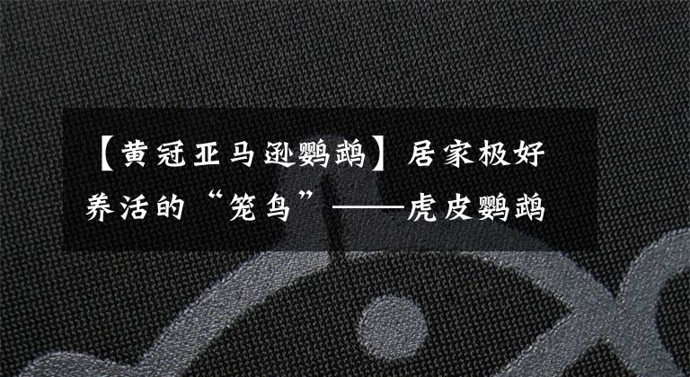 【黄冠亚马逊鹦鹉】居家极好养活的“笼鸟”——虎皮鹦鹉