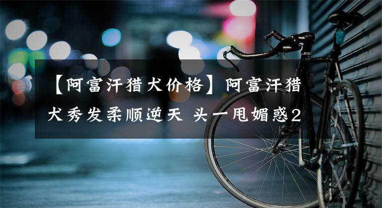 【阿富汗猎犬价格】阿富汗猎犬秀发柔顺逆天 头一甩媚惑2千人　每月天价美容费曝光！