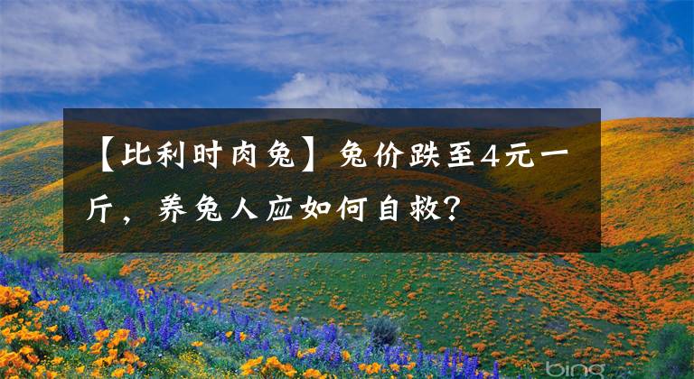 【比利时肉兔】兔价跌至4元一斤，养兔人应如何自救？