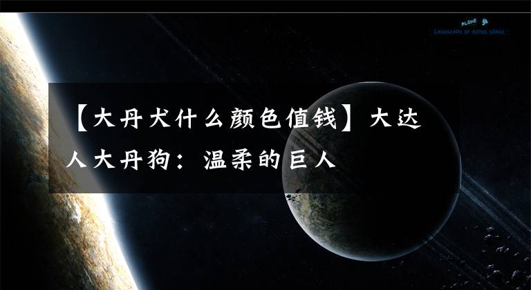 【大丹犬什么颜色值钱】大达人大丹狗：温柔的巨人