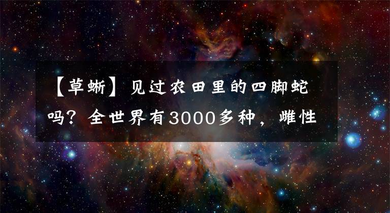 【草蜥】见过农田里的四脚蛇吗？全世界有3000多种，雌性可以单独繁殖